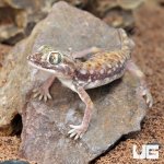 ug_Egyptian_Sand_Gecko_2.jpg
