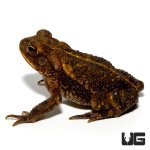 ug_gulf_coast_toad_4.jpg