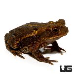 ug_gulf_coast_toad_3.jpg