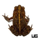 ug_gulf_coast_toad_2.jpg