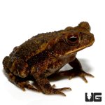 ug_gulf_coast_toad_1.jpg
