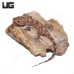 ug_white_gecko_spa_4.jpg