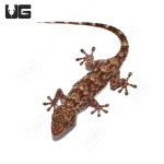 ug_white_gecko_spa_3.jpg