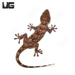 ug_white_gecko_spa_2.jpg