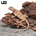 ug_Hartmanns_Agama_3.jpg