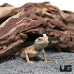 ug_Hartmanns_Agama_2.jpg