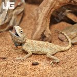 ug_Savignys_Agama_4.jpg