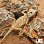 ug_Savignys_Agama_3.jpg