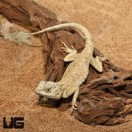 ug_desert_agama_3.jpg