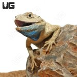 ug_desert_agama_1.jpg