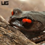 ug_spotted_littler_frog_5.jpg