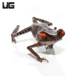 ug_spotted_littler_frog_4.jpg