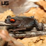 ug_spotted_littler_frog_3.jpg