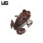 ug_spotted_littler_frog_2.jpg