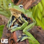 ug_Norhayatis_Gliding_Frog_1.jpg