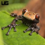 ug_ Pied_Warty_Frog_4.jpg