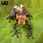 ug_ Pied_Warty_Frog_3.jpg