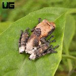 ug_ Pied_Warty_Frog_2.jpg