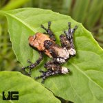 ug_ Pied_Warty_Frog_1.jpg