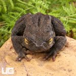 ug_Asian_Giant_River_Toad_6.jpg