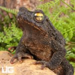 ug_Asian_Giant_River_Toad_5.jpg