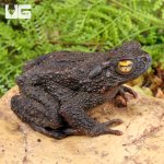 ug_Asian_Giant_River_Toad_3.jpg