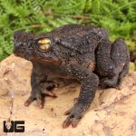 ug_Asian_Giant_River_Toad_1.jpg