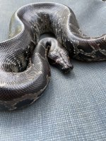 IMG_0101.jpeg