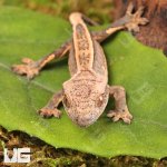 ug_Baby_Lilly_White_Quad_Stripe_ Crested_Gecko_5.jpg