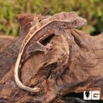 ug_Baby_Lilly_White_Quad_Stripe_ Crested_Gecko_4.jpg