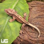 ug_Baby_Lilly_White_Quad_Stripe_ Crested_Gecko_2.jpg