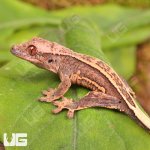 ug_Baby_Lilly_White_Quad_Stripe_ Crested_Gecko_1.jpg