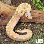 ug_Baby_Banana_Ball_Python_3.jpg