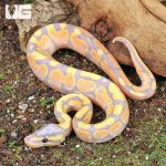 ug_Baby_Banana_Ball_Python_2.jpg