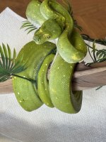 IMG_0952.jpeg