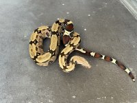 IMG_1080.jpeg