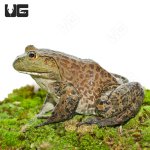 ug_Bull_Frog_4.jpg