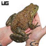 ug_Bull_Frog_3.jpg