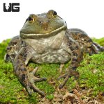 ug_Bull_Frog_2.jpg