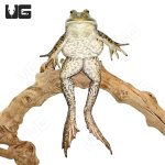 ug_Bull_Frog_1.jpg
