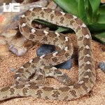 ug_egyptian_egg_eating_snake_4.jpg