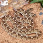 ug_egyptian_egg_eating_snake_3.jpg