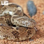 ug_egyptian_egg_eating_snake_1.jpg