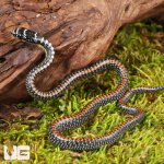ug_Baby_Paradise_Flying_Snake_3.jpg