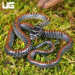 ug_Baby_Paradise_Flying_Snake_2.jpg
