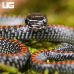ug_Baby_Paradise_Flying_Snake_1.jpg