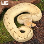 ug_2023_Male_Juvenile_Killerbee_Ball_Python_3.jpg