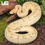 ug_2023_Male_Juvenile_Killerbee_Ball_Python_1.jpg