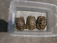 IMG_3154.jpeg