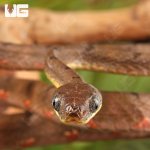 ug_white_spotted_cat_snake_4.jpg